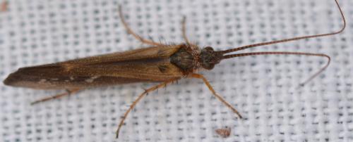 Réf. 341 460 : Limnephilus auricula